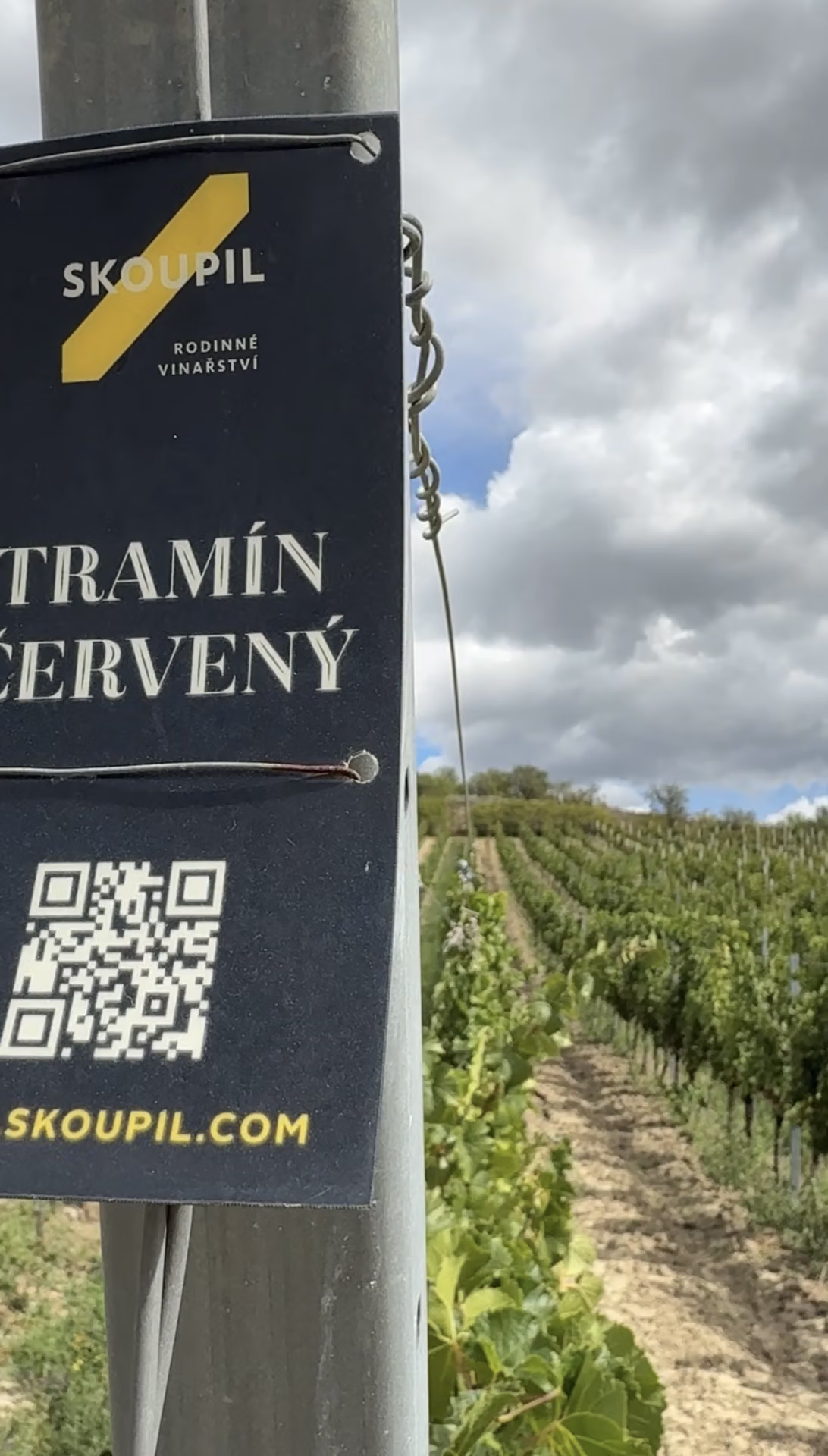 Cedule Rodinného vinařství Skoupil s označením Tramín červený před řádky révy